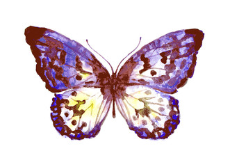 beautiful pink butterfly,watercolor,isolated on a white