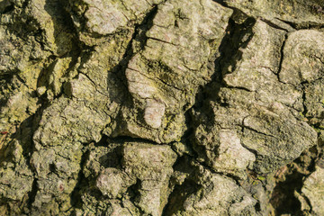 tree bark, texture, background