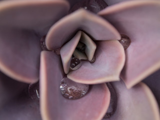 Suculent purple plant ghost flower