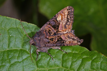 Euplexia lucipara (LINNAEUS, 1758) Gelbfleck-Waldschatteneule DE, NRW, Wuppertal, Gelpetal...