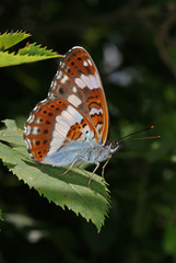 Limenitis camilla (LINNAEUS, 1764) Kleiner Eisvogel DE, RLP, Kröv (Mosel) 30.06.2013