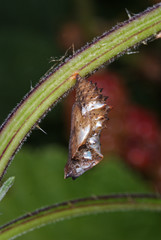 Araschnia levana (LINNAEUS, 1758) Landkärtchen , Puppe DE, RLP, Kröv (Mosel) 13.07.2013
