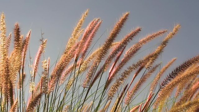 Beautiful slow-motion shot of grasses blowing in the wind. Would work great for a background.