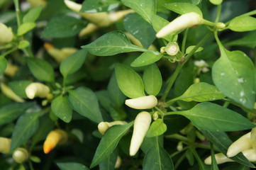 Red and green chili or capsicum frutescens plants. Planted in plant nursery. Some of them are ready for harvest.