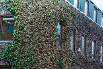 Modern building Being covered with ivy
