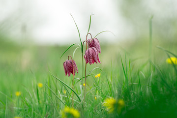 Schachbrettblume auf Blumenwiese / checkerboard flower on meadow