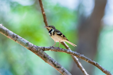 beautiful bird Forest Wagtail.(Dendronanthus indicus)