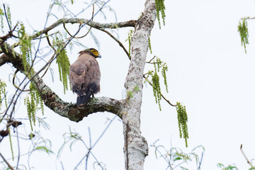 Serpent Eagle, Crested Serpent Eagle, Spilornis cheela