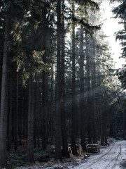 Forest in winter