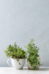 Kitchen table potted gardening greens variety of thymes in white mug over white marble table. Copy space