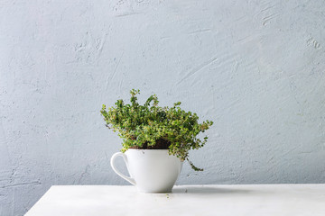Kitchen table potted gardening greens thyme in white mug over white marble table. Copy space