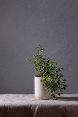 Kitchen table potted gardening greens thyme in white mug over grey linen table cloth. Copy space