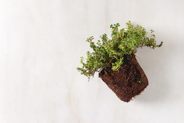 Kitchen table potted gardening greens thyme in and in soil outside pot over white marble background. Flat lay, space