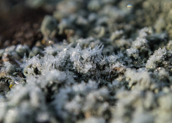 Macro nature in winter