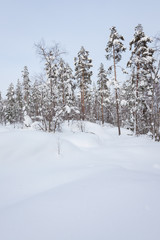 Snowy winter forest and snow covered trees