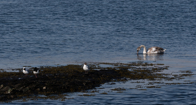 Łabędz, svane, swan, mewa, seagull, m&aring;ke