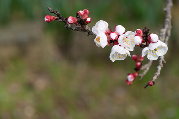 Apricot flowers - Prunus armenica