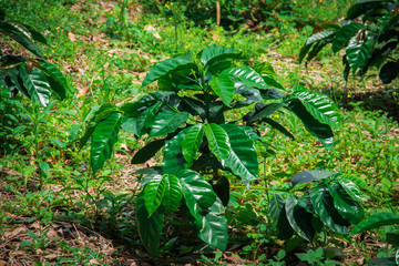 Coffee plant