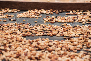 drying coffee benas