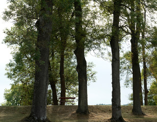 Tree in norweggian park