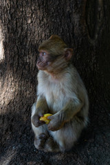 Baby Barbary Macaque Eating in the Middle Atlas Mountains