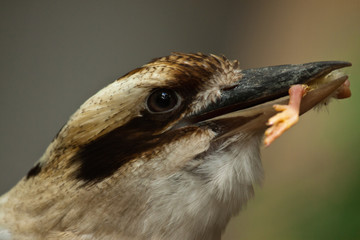 Jägerliest (Dacelo novaeguineae), Lachender Hans