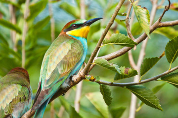 Bienenfresser (Merops apiaster)