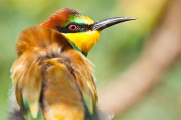 Bienenfresser (Merops apiaster)