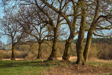 Fototapeta na wymiar Rural landscape in the early spring with a group of trees and with a forest in the background in Poland.