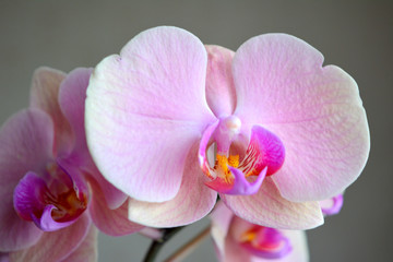 Delicate and luxurious pink with purple orchid flowers. Beautiful floral composition, greeting card, wallpaper 