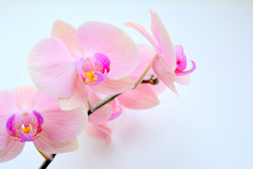 Obraz na płótnie Canvas pink orchid isolated on white background