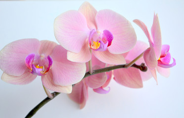 Obraz premium Delicate and luxurious pink with purple orchid flowers. Beautiful floral composition, greeting card, wallpaper