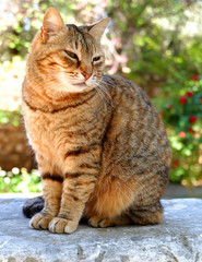Fototapeta premium cute young female cat