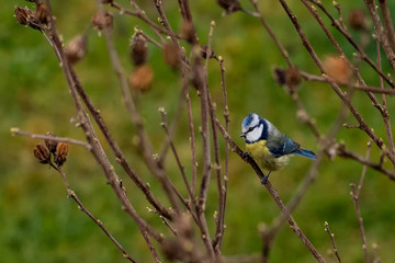 Blue Tit