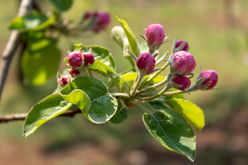 Obraz na płótnie Canvas Apple Tree Spring Blossom