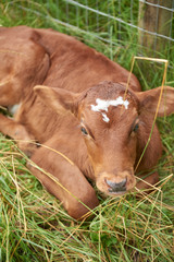 Obraz na płótnie Canvas heifer in pasture