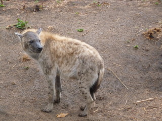 Kruger Nationalpark