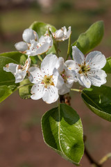 Pear Tree Spring Blossom