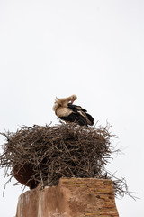 Stork in nest