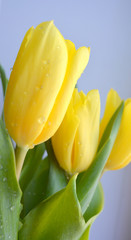 A bouquet of yellow tulips with drops of dew on a blue background. Beautiful vertical flower arrangement. Minimal art