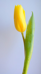 yellow tulip on white background