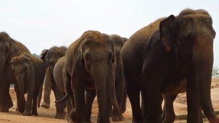 Fototapeta na wymiar Elefantengruppe