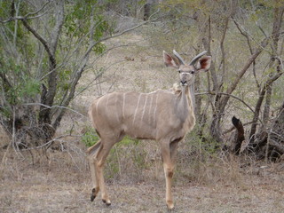 Obraz na płótnie Canvas Kruger Nationalpark