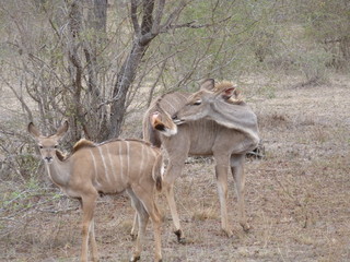 Kruger Nationalpark