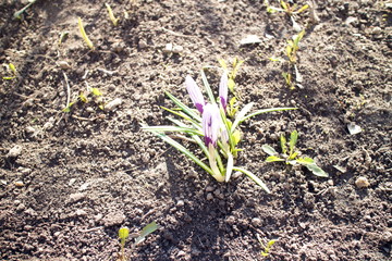 spring flower on black ground
