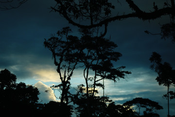 silhouettes of old jungle tree full with bromelias with a vivid sky in the background