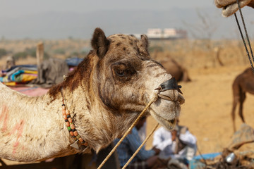 Camel Fair in India