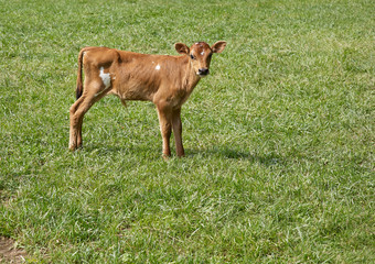 calf standing in pasture