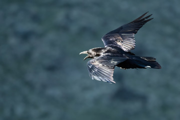 Obraz premium Common Black Raven Flying Over the Canyon Floor