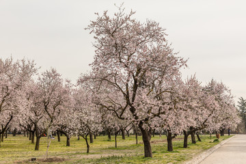 almond blossom in one of the parks of Madrid